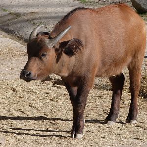 Forest buffalo -Zoo Aquarium de Madrid (2025)