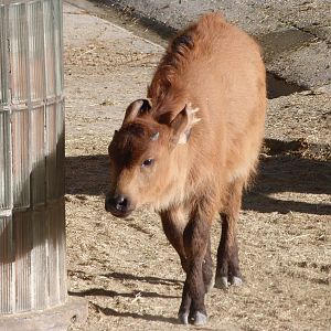 Forest buffalo -Zoo Aquarium de Madrid (2025)