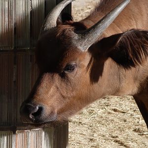 Forest buffalo -Zoo Aquarium de Madrid (2025)