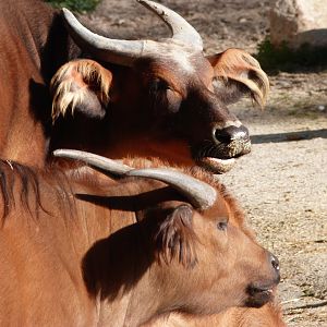 Forest buffaloes -Zoo Aquarium de Madrid (2025)