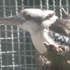 Laughing kookaburra -Zoo Aquarium de Madrid (2025)