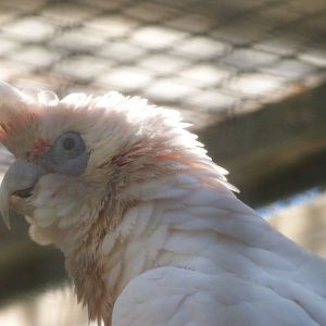 Long-billed corella -Zoo Aquarium de Madrid (2025)