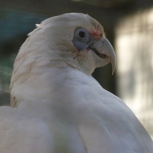 Long-billed corella -Zoo Aquarium de Madrid (2025)