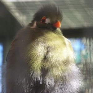 White-cheeked turaco -Zoo Aquarium de Madrid (2025)