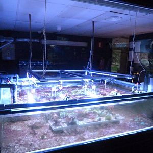 Breeding tanks -Zoo Aquarium de Madrid (2025)