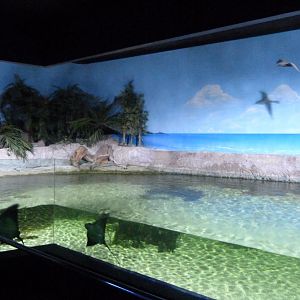 Coastal tank -Zoo Aquarium de Madrid (2025)
