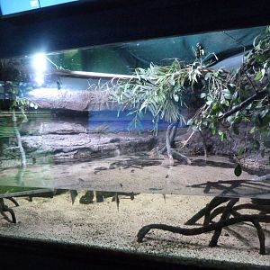 Mangrove tank -Zoo Aquarium de Madrid (2025)