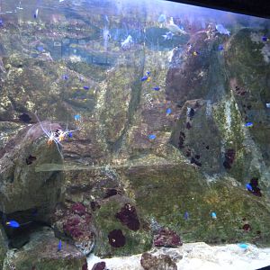 Aquarium tank -Zoo Aquarium de Madrid (2025)