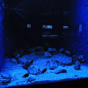 Aquarium tank -Zoo Aquarium de Madrid (2025)
