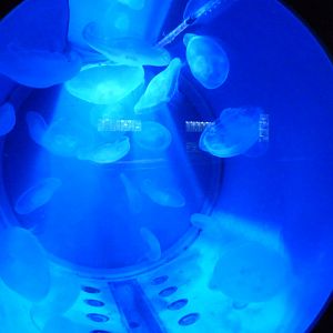 Moon jellyfish tank -Zoo Aquarium de Madrid (2025)