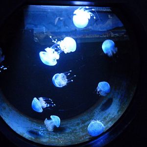 White-spotted jellyfish tank -Zoo Aquarium de Madrid (2025)