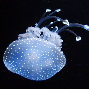 White-spotted jellyfish -Zoo Aquarium de Madrid (2025)