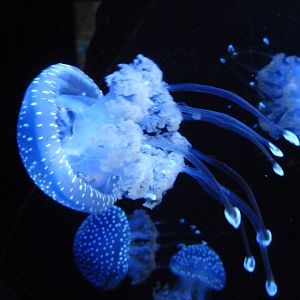 White-spotted jellyfish -Zoo Aquarium de Madrid (2025)