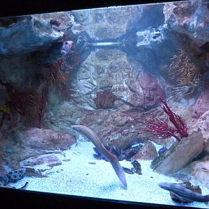 Aquarium tank -Zoo Aquarium de Madrid (2025)