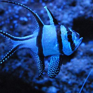 Banggai cardinalfish -Zoo Aquarium de Madrid (2025)