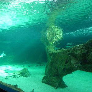Aquarium tank -Zoo Aquarium de Madrid (2025)