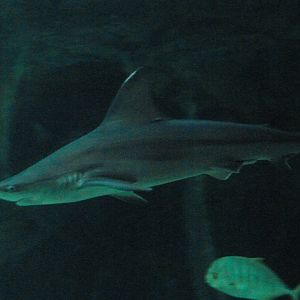 Sandbar shark -Zoo Aquarium de Madrid (2025)
