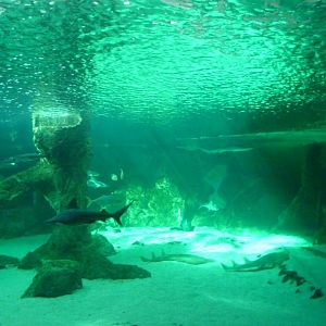 Aquarium tank -Zoo Aquarium de Madrid (2025)