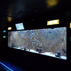 Aquarium tank -Zoo Aquarium de Madrid (2025)