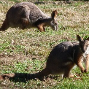 Yellow-footed rock wallabies -Zoo Aquarium de Madrid (2025)