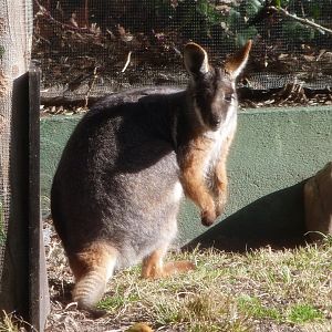 Yellow-footed rock wallaby -Zoo Aquarium de Madrid (2025)