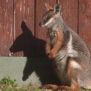 Yellow-footed rock wallaby -Zoo Aquarium de Madrid (2025)