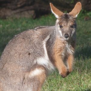 Yellow-footed rock wallaby -Zoo Aquarium de Madrid (2025)