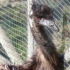 Emu -Zoo Aquarium de Madrid (2025)