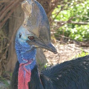 Southern cassowary -Zoo Aquarium de Madrid (2025)