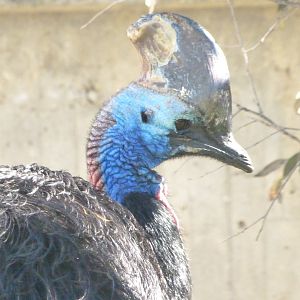 Southern cassowary -Zoo Aquarium de Madrid (2025)