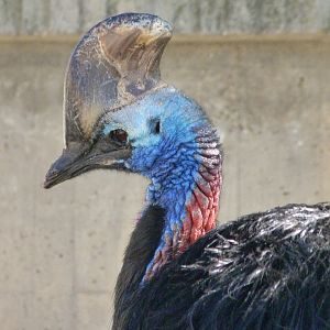 Southern cassowary -Zoo Aquarium de Madrid (2025)