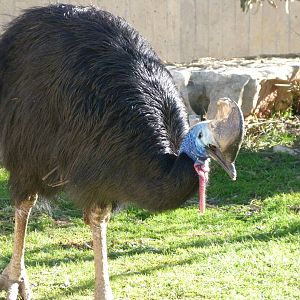 Southern cassowary -Zoo Aquarium de Madrid (2025)