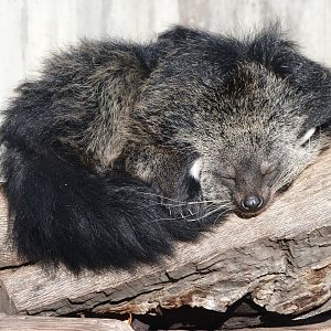 Binturong -Zoo Aquarium de Madrid (2025)