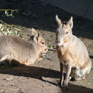 Patagonian maras -Zoo Aquarium de Madrid (2025)