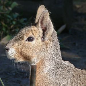 Patagonian mara -Zoo Aquarium de Madrid (2025)