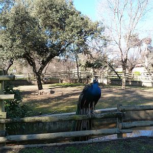 Greater rhea exhibit -Zoo Aquarium de Madrid (2025)