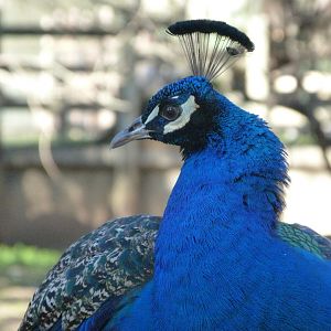Indian peacock -Zoo Aquarium de Madrid (2025)