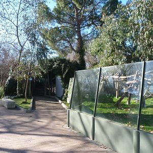 Northern koala exhibit -Zoo Aquarium de Madrid (2025)