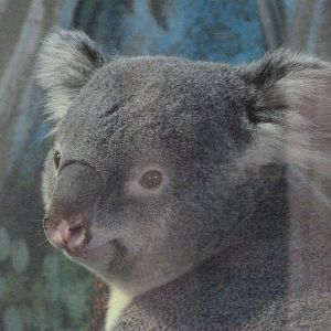 Northern koala -Zoo Aquarium de Madrid (2025)