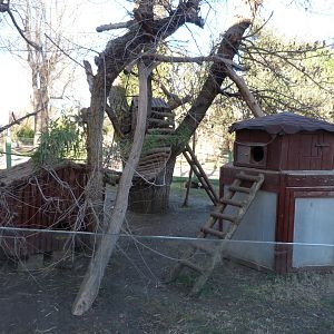 Himalayan red panda exhibit -Zoo Aquarium de Madrid (2025)