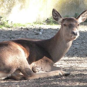 Iberian red deer -Zoo Aquarium de Madrid (2025)