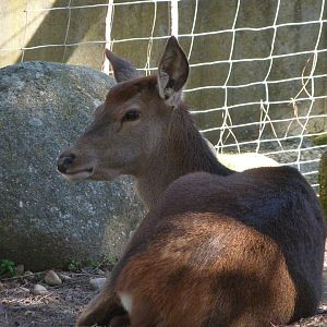 Iberian red deer -Zoo Aquarium de Madrid (2025)