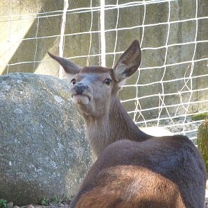 Iberian red deer -Zoo Aquarium de Madrid (2025)