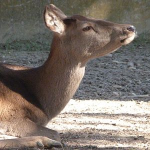 Iberian red deer -Zoo Aquarium de Madrid (2025)