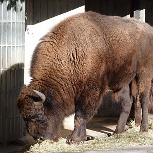 European lowland bison -Zoo Aquarium de Madrid (2025)
