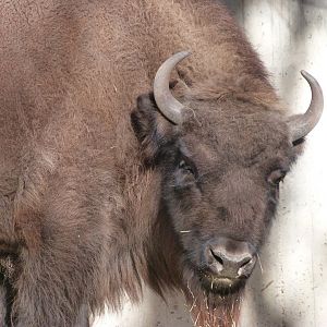 European lowland bison -Zoo Aquarium de Madrid (2025)