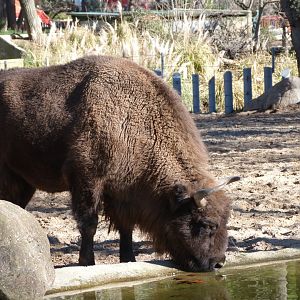 European lowland bison -Zoo Aquarium de Madrid (2025)