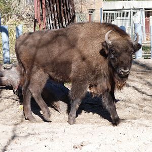 European lowland bison -Zoo Aquarium de Madrid (2025)