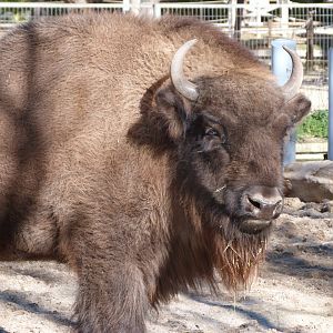 European lowland bison -Zoo Aquarium de Madrid (2025)