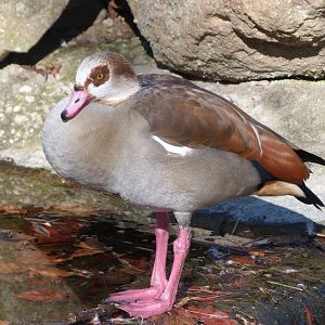 Egyptian goose -Zoo Aquarium de Madrid (2025)